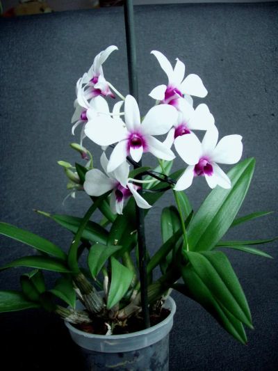 Лот: 5469871. Фото: 1. Орхидея Дендробиум мини цветущий. Горшечные растения и комнатные цветы