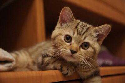 Лот: 5971564. Фото: 1. Шотландский короткошерстный. Кошки, котята