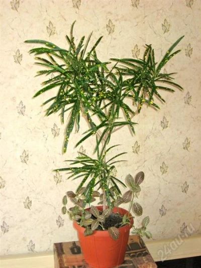 Лот: 1767991. Фото: 1. Кротон сорт Pictum spot. Взрослое... Горшечные растения и комнатные цветы
