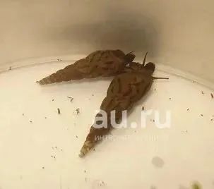 Лот: 24954756. Фото: 1. Улитка мелания. Моллюски, ракообразные, кораллы