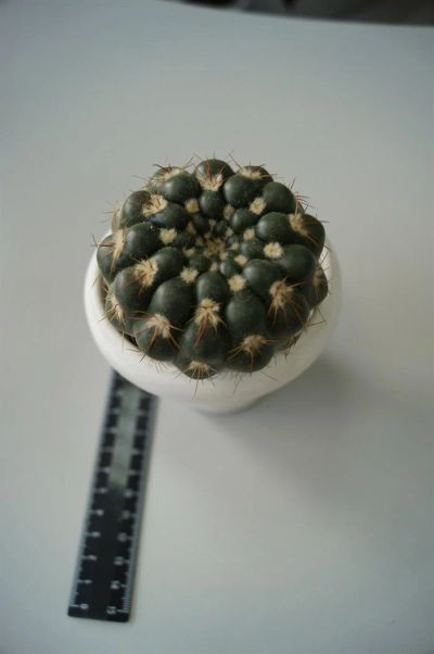 Лот: 3113801. Фото: 1. КАКТУСЫ - КОЛЛЕКЦИЯ - ECHINOPSIS... Горшечные растения и комнатные цветы