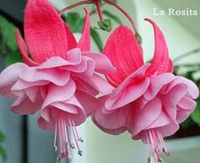 Лот: 8409492. Фото: 1. Фуксия сорт La Rosita черенок. Горшечные растения и комнатные цветы