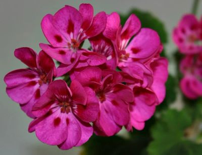 Лот: 11052570. Фото: 1. Пеларгония зональная PAC Flower... Горшечные растения и комнатные цветы