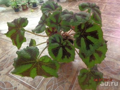 Лот: 7889452. Фото: 1. Бегония Мэсона (Begonia masoniana... Горшечные растения и комнатные цветы