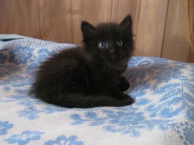 Лот: 1190849. Фото: 1. Отдам красивых, умных котят в... Остальные животные