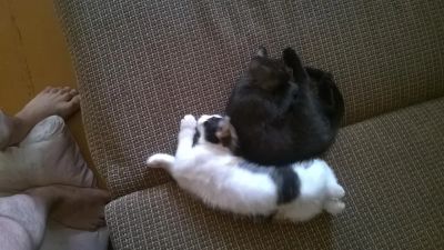 Лот: 5760210. Фото: 1. котята. Кошки, котята