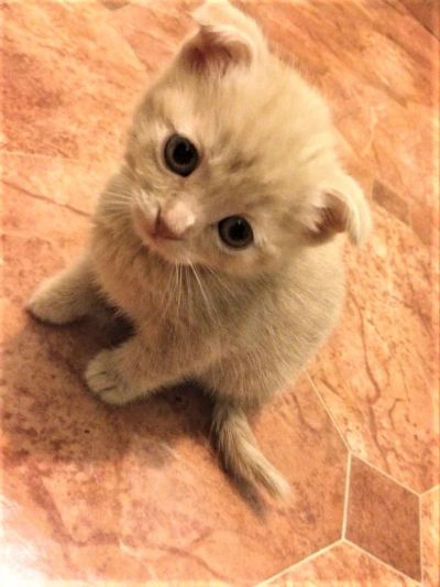 Лот: 11033102. Фото: 1. Шотландские котята. Кошки, котята