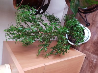 Лот: 14649735. Фото: 1. Продаю миртовое дерево. Декоративные кустарники и деревья