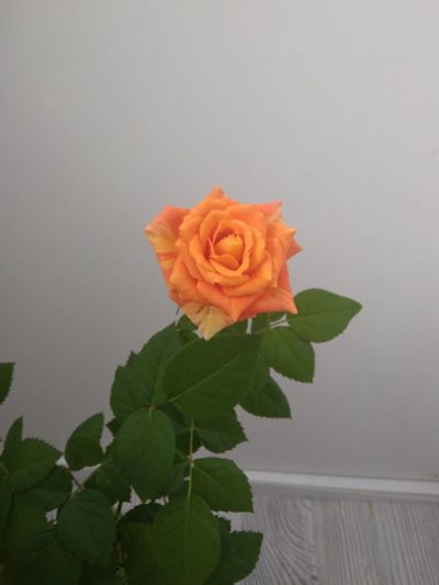 Лот: 14227274. Фото: 1. Цветок Роза живая. Горшечные растения и комнатные цветы