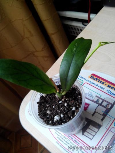 Лот: 7578428. Фото: 1. хойя лобби ((Hoya lobbii). Горшечные растения и комнатные цветы