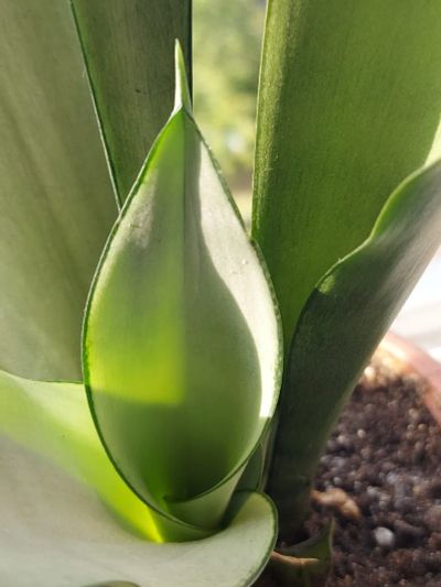 Лот: 9089404. Фото: 1. Сансевиерия Муншайн Sansevieria... Декоративные кустарники и деревья