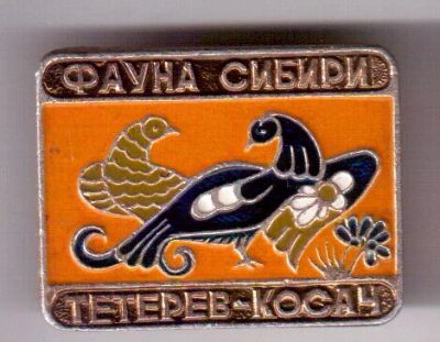 Лот: 8743468. Фото: 1. Знак из серии: Фауны Сибири. Тетерев-косач... Сувенирные