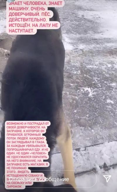 Лот: 18294068. Фото: 1. Бездомной собачке срочно нужна... Собаки, щенки