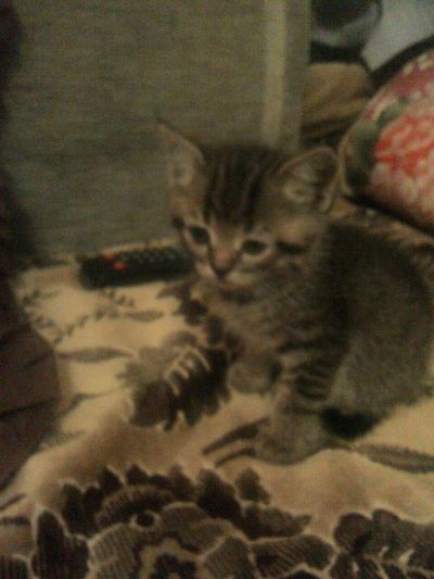 Лот: 10932186. Фото: 1. Продам котенка мальчика смесь... Кошки, котята