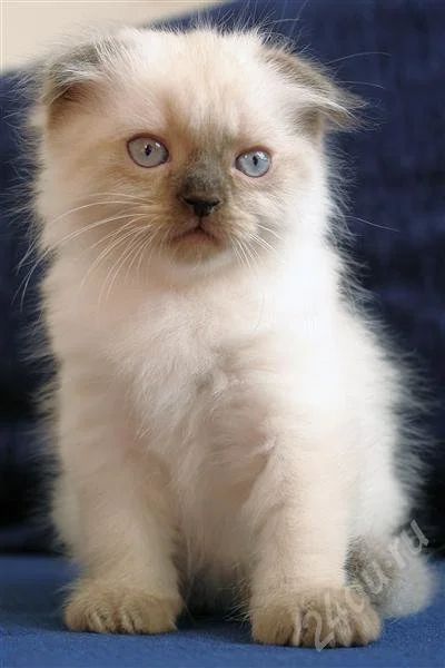 Лот: 337273. Фото: 1. Котята. Остальные животные