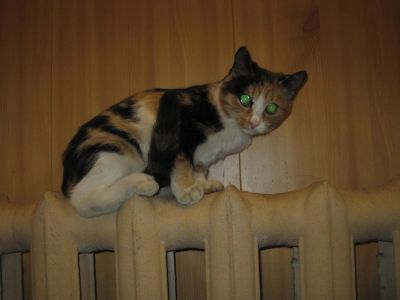 Лот: 4643396. Фото: 1. Отдам трехцветного котенка в хорошие... Кошки, котята