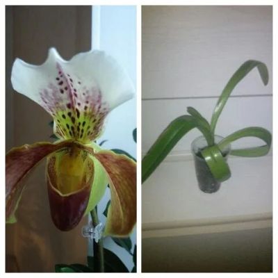 Лот: 6482524. Фото: 1. Орхидея "Пафиопедилум- Башмачок... Горшечные растения и комнатные цветы
