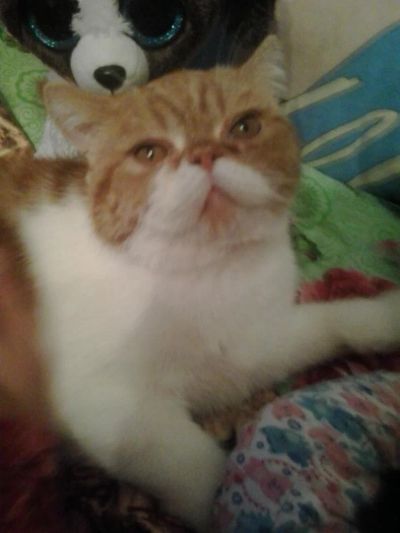 Лот: 9527367. Фото: 1. Отдам кота в хорошие руки!!!. Кошки, котята