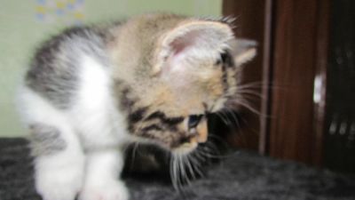 Лот: 8722021. Фото: 1. красивый котенок от экзотического-перса... Корма