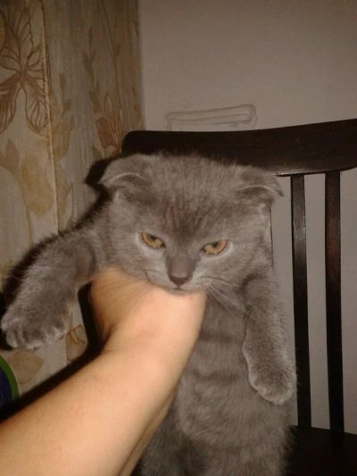Лот: 4487742. Фото: 1. Продам вислоушку. Кошки, котята