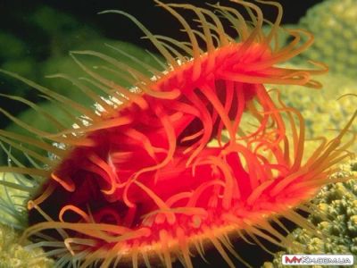 Лот: 5150871. Фото: 1. Flame Scallop (Electric) Limaria... Моллюски, ракообразные, кораллы