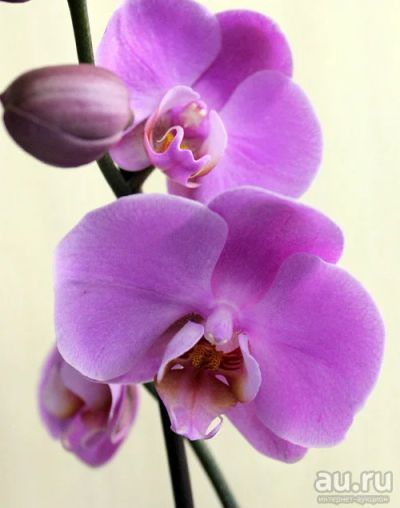 Лот: 9609079. Фото: 1. Орхидея срезанная. Свежие цветы