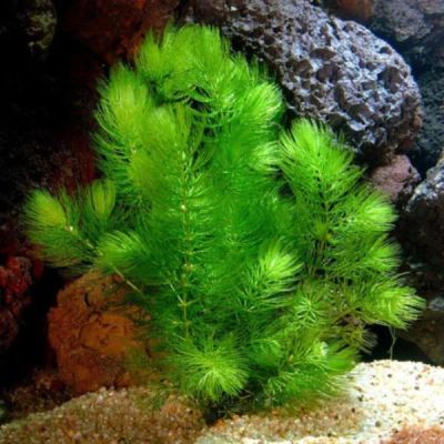 Лот: 7852855. Фото: 1. Роголистник (Ceratophyllum). Водные растения