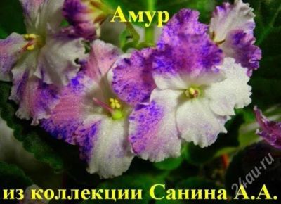 Лот: 1213286. Фото: 1. Амур фиалка. Горшечные растения и комнатные цветы