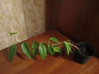 Лот: 2255406. Фото: 1. Хойя Буотии. Горшечные растения и комнатные цветы