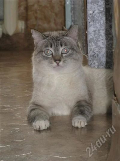 Лот: 248110. Фото: 1. Тайский кот недорого... Остальные животные