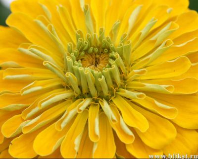 Лот: 15767482. Фото: 1. Семена Циния желтая. Другое (семена, рассада, садовые растения)
