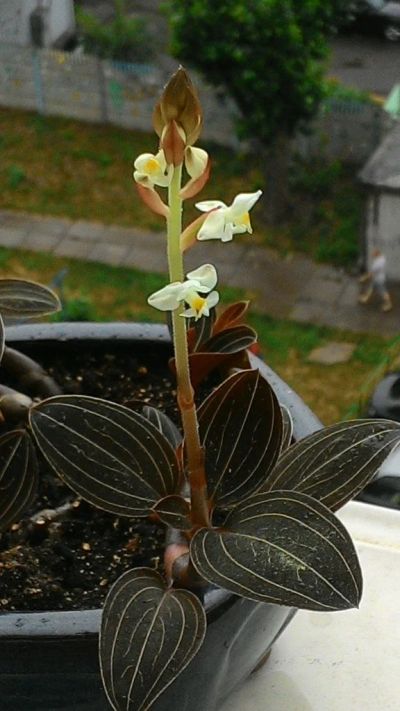 Лот: 5600107. Фото: 1. Орхидея Лудизия драгоценная. Горшечные растения и комнатные цветы