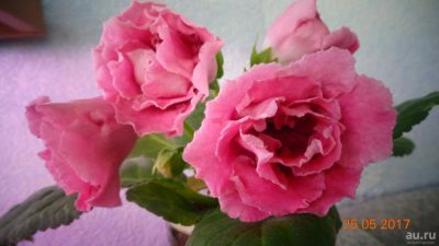 Лот: 10240282. Фото: 1. Глоксиния розовая махровая-детка... Горшечные растения и комнатные цветы