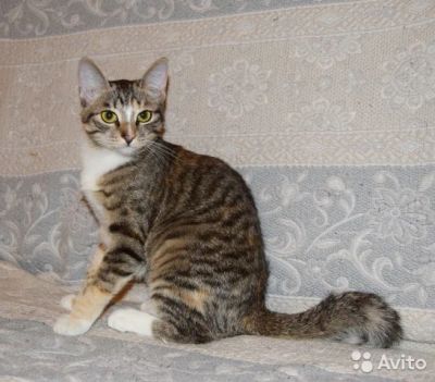 Лот: 7465393. Фото: 1. Жужа в поиске любящей семьи. Кошки, котята
