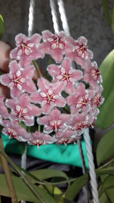 Лот: 11984811. Фото: 1. хойя Hoya pubicalyx ‘Pink Dragon... Горшечные растения и комнатные цветы