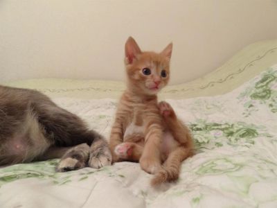 Лот: 744242. Фото: 1. срочно отдам милую кошечку!!!. Остальные животные