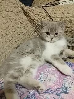 Лот: 12663793. Фото: 1. котенок шотландский прямоухий. Кошки, котята