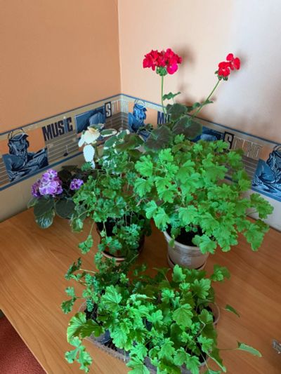 Лот: 17820027. Фото: 1. Душистая пеларгония Апельсин Лайм. Горшечные растения и комнатные цветы