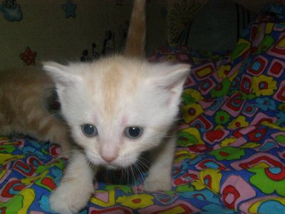 Лот: 8659855. Фото: 1. Шотландские непоседы. Кошки, котята
