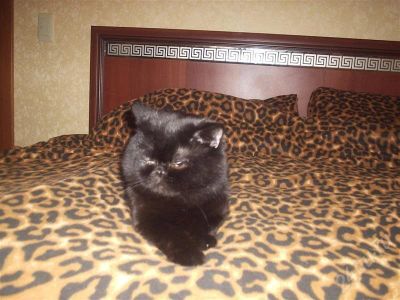 Лот: 305190. Фото: 1. Котик Экзот ищет невесту. Остальные животные