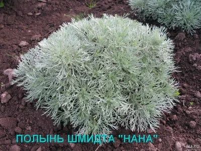 Лот: 9940096. Фото: 1. Полынь Шмидта НАНА (A.Shmidtiana... Садовые цветы