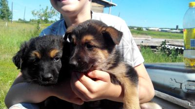 Лот: 5624597. Фото: 1. Две лапотули (почти овчарки). Собаки, щенки