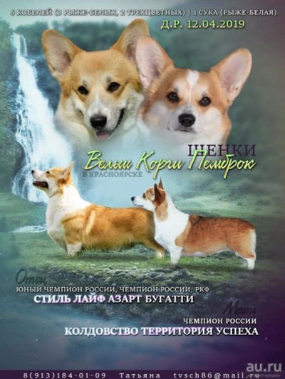 Лот: 13720473. Фото: 1. Щенки Вельш Корги Пемброк. Собаки, щенки