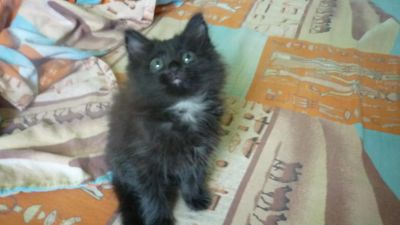 Лот: 5967285. Фото: 1. Отдам Котёнка!. Кошки, котята