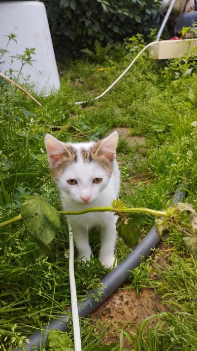 Лот: 25634533. Фото: 1. Кошка бело-серая 2 месяца. Кошки, котята