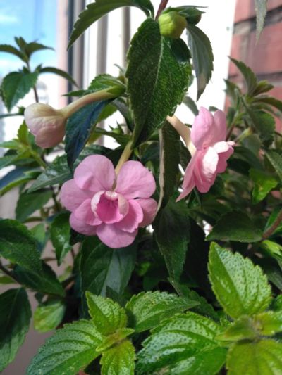 Лот: 16070539. Фото: 1. Ахименес Double Pink Rose («Дабл... Горшечные растения и комнатные цветы