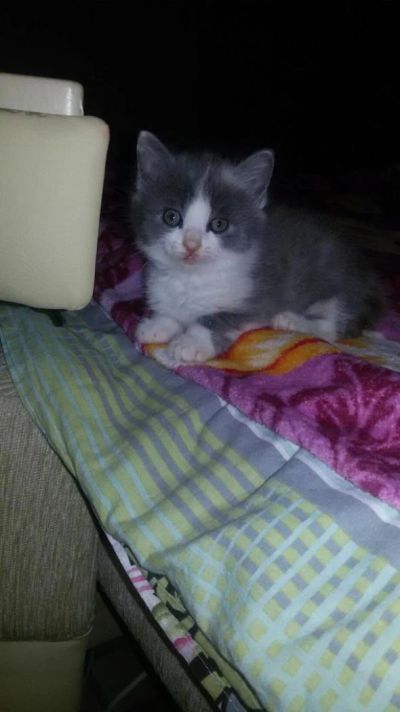 Лот: 8473903. Фото: 1. Котя, кошечка, котенок. Кошки, котята