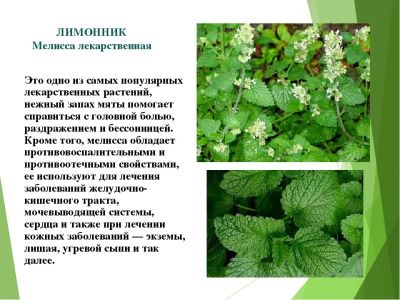 Лот: 16098826. Фото: 1. Саженец мелиссы лекарственной... Пряные, лекарственные растения и зелень