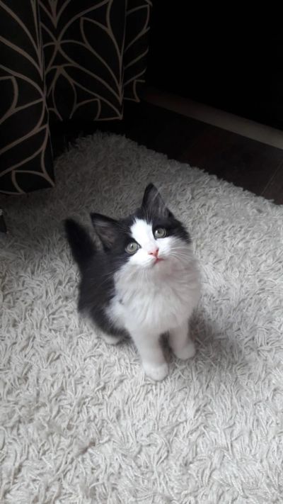 Лот: 7968570. Фото: 1. Котик. Кошки, котята