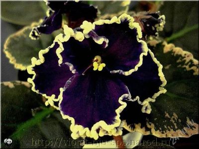 Лот: 1816934. Фото: 1. Apache Midnight детка фиалки. Горшечные растения и комнатные цветы